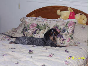 daisybed.jpg