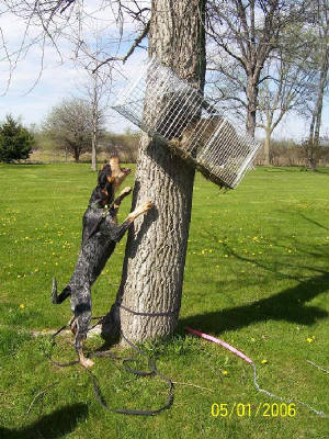 dasiytreed.jpg
