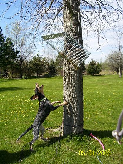 daisytreed2.jpg